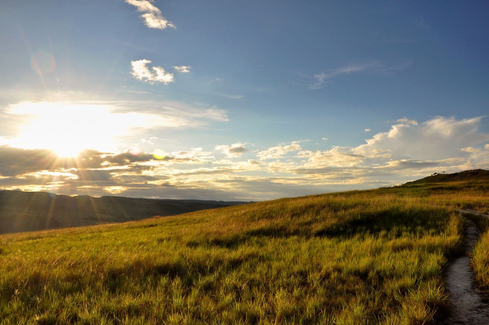 Savanna of golden grass at sunset on the way to Roraima