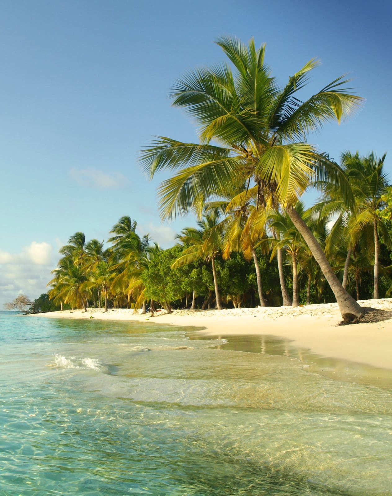 Coconut palms leaning over the clear water of Cayo Sombrero, in Parque Nacional Morrocoy