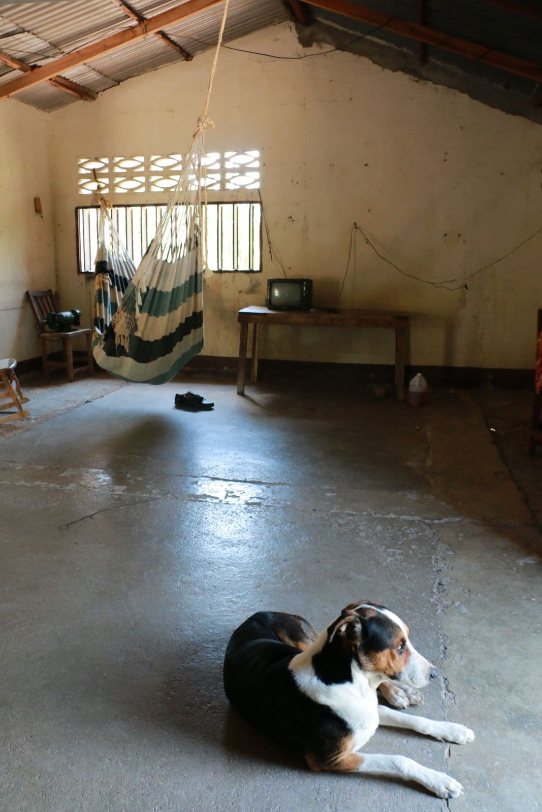 A woven hammock hangs in a house in Tintorero while a dog rests on the floor