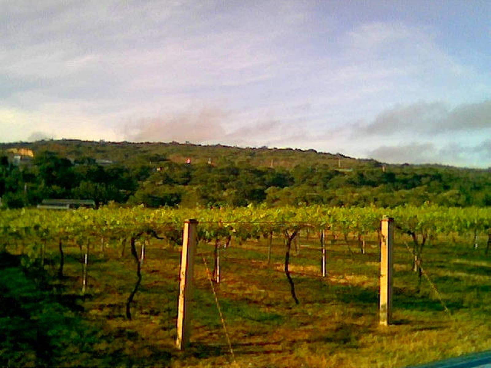 Rows of vines at the experimental vineyard of UCLA's Núcleo Tarabana, in Cabudare